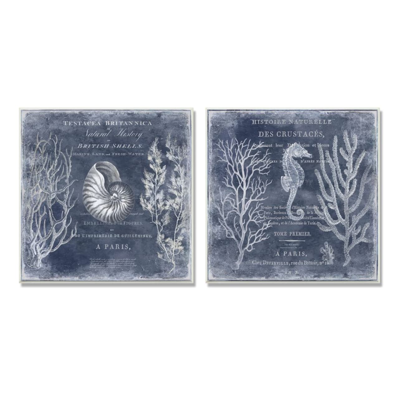 Stupell Industries Vintage European Shells and Seahorse Design,12" x 12"